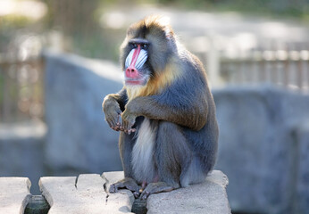 Colorful mandrill baboon