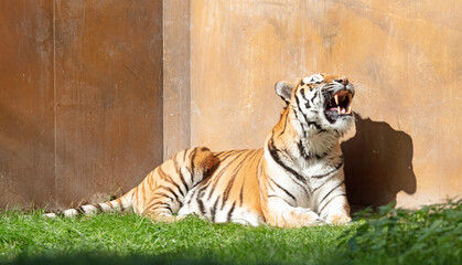 Tiger (Panthera Tigris Altaica) yawning in a garden