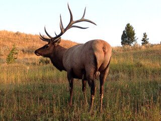 Naklejka na ściany i meble Big bull elk with large and multi-pointed antlers in the wild in Yellowstone national park during golden hour dawn