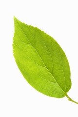 Obraz premium 葉っぱ