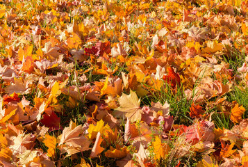 Background of the fallen maple leaves on a glade