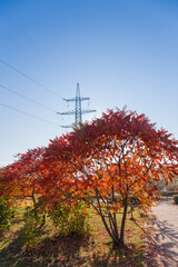 Steel tower of power line over tree with red leaves