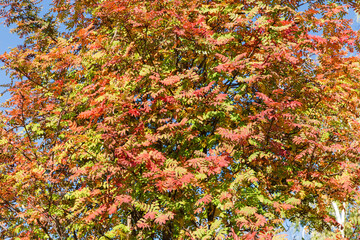 Background of rowan branches with autumn leaves