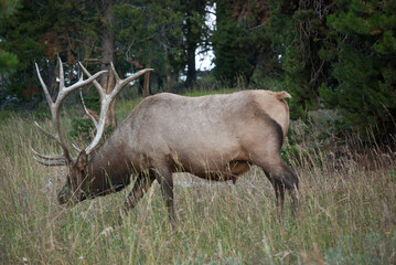 Bull elk browsing early in the morning in Yellowstone national park