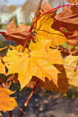 autumn maple leaves