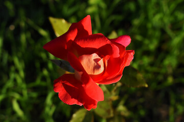 Primer plano de una rosa aislada, roja y brillante, sobre un fondo verde intenso de jard&iacute;n con efecto bokeh.