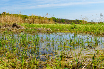 Obraz premium Bulrush plants in the swamp on summer