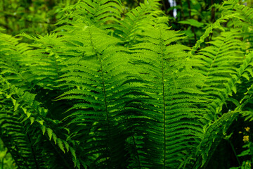 Green fern plants in the forest on spring