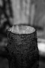 black and white stump
