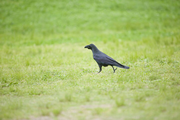 カラス