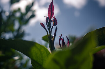 Fresh leaves on a tree