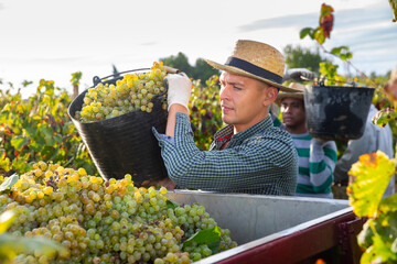 Naklejka na ściany i meble Successful male owner of vineyard filling truck of gathered harvest of ripe white grapes .