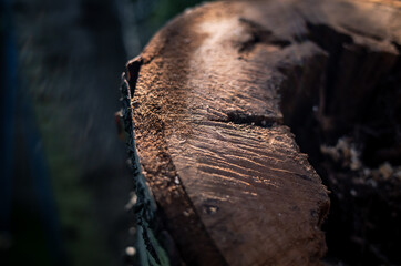 close up of a trunk