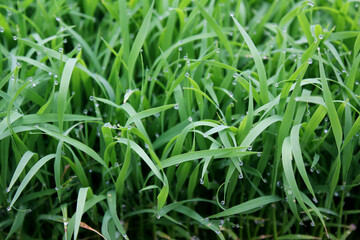 Obraz premium spring season abstract natural background of green rice farm close up with water drop . grass with water drops . 