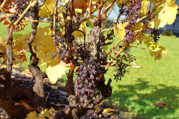 grape vines in autumn