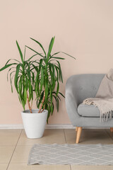 Stylish armchair with houseplant near light wall in room