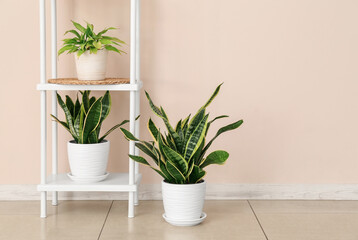 Shelving unit with green houseplants near light wall in room