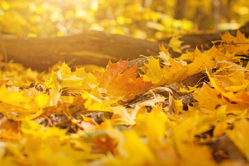 Golden maple autumn leaves on the ground the wild forest.