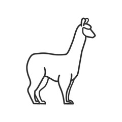 alpaca