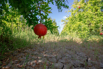 Pomegranates ripening in a pomegranate garden in Izmir / Menemen plain.