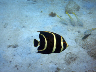diving curacao fish underwater wrack