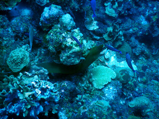 Naklejka na ściany i meble diving curacao fish underwater wrack
