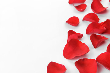 Beautiful rose petals on white background