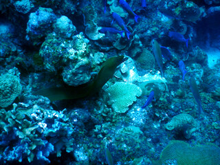 Naklejka na ściany i meble diving curacao fish underwater wrack