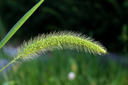 Setaria viridis or Green Bristle Grass, Green foxtail