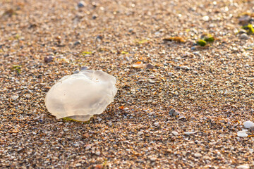 Fototapeta na wymiar Dead transparent jellyfish lies in the sand after a storm . Rhizostoma pulmo. Sea creature. Marine animal. Natural background.
