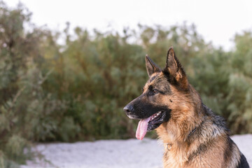 Beautiful German Shepherd dog sitting on the sand at the beach, coniferous bushes on background. Purebreed animal. Home pet. Human best friend and guard.