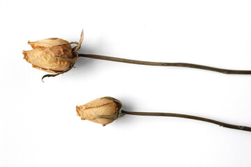 dried yellow rose  Bud isolated whiet background
