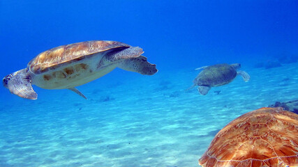 diving curacao fish underwater wrack
