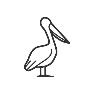 recommend clip art: pelican