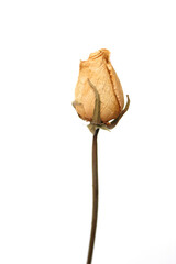 dried yellow rose flower isolated on white background