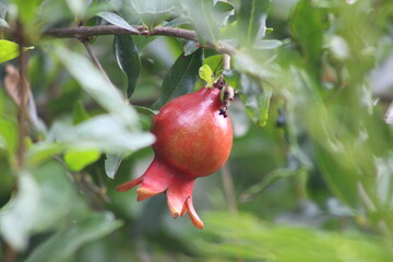 Pomegranate growing on the tree 
