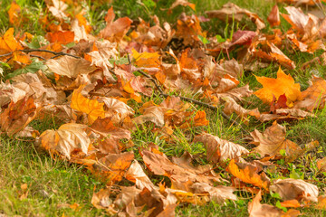 Maple leaves on the grass in the city park at autumn day time.