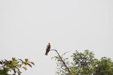 Black kite sitting on the branch