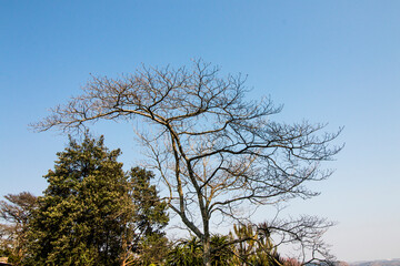 Leafless Tree in Silhouette Against Deep Blue Skly
