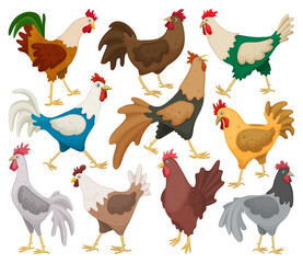 Cock of animal isolated cartoon set icon.Vector illustration set rooster cockerel.Vector cartoon icon cock of animal.
