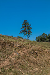 Single Tree Growing Alone on Top of Steep Hill