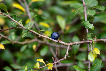 blueberries on a branch