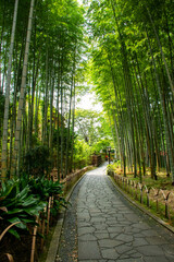 伊豆 修善寺の情緒豊かで安らぐ「竹林の小径」