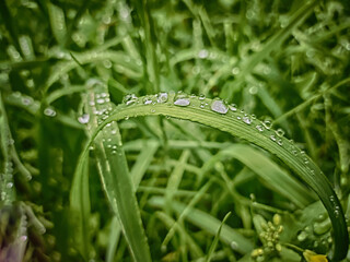 grass with dew drops