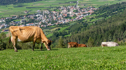 Plakat Cows graze on a mountain pasture above the village of Malles Venosta, South Tyrol, Italy, visible in the background
