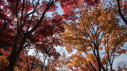 A beautiful autumn scene with the red and yellow colors of the leaves and the cool, gentle sunlight.