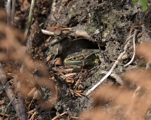 Common lizard , viviparous lizard on the forest floor..