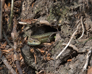 Common lizard , viviparous lizard on the forest floor..