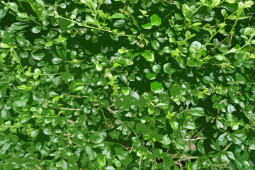 Obraz premium Natural Green leaves wall background. Green Bush Texture illustration.