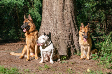 Naklejka na ściany i meble Three dogs in the woods, two German shepherd dogs and an old English bulldog, sitting in front of a large tree. Sunlight shines on the dog's head, . Natural environment